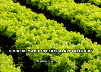 Kıvırcık Marulun Faydaları Nelerdir?