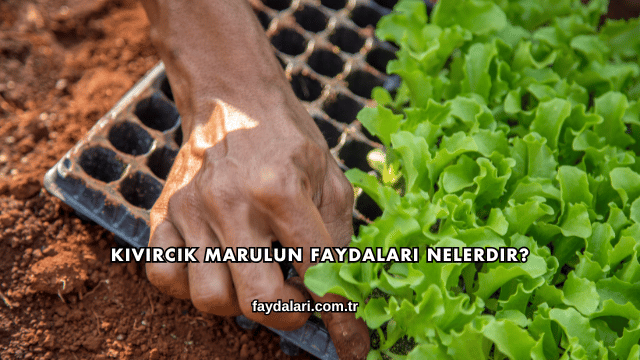 Kıvırcık Marulun Faydaları Nelerdir?