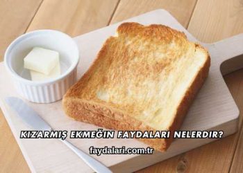 Kızarmış Ekmeğin Faydaları Nelerdir?