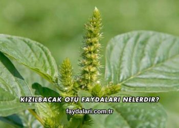 Kızılbacak Otu Faydaları Nelerdir?