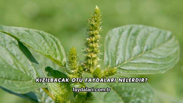 Kızılbacak Otu Faydaları Nelerdir?