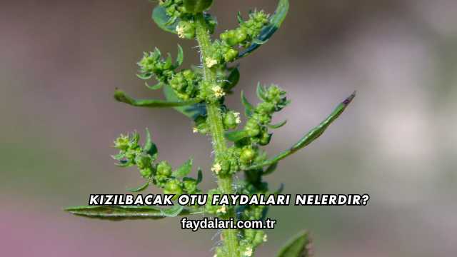 Kızılbacak Otu Faydaları Nelerdir?