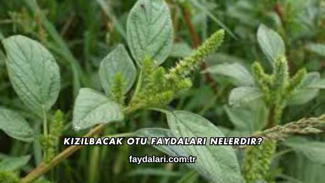 Kızılbacak Otu Faydaları Nelerdir?