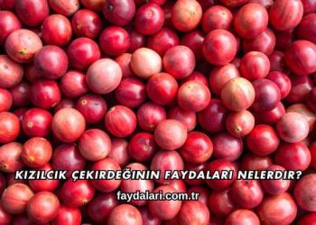 Kızılcık Çekirdeğinin Faydaları Nelerdir?