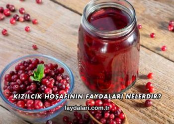 Kızılcık Hoşafının Faydaları Nelerdir?