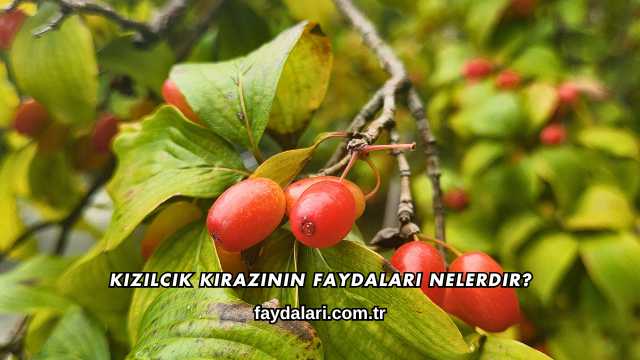 Kızılcık Kirazının Faydaları Nelerdir?