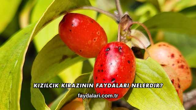 Kızılcık Kirazının Faydaları Nelerdir?