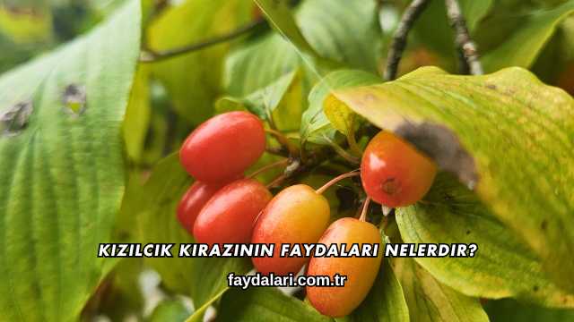 Kızılcık Kirazının Faydaları Nelerdir?