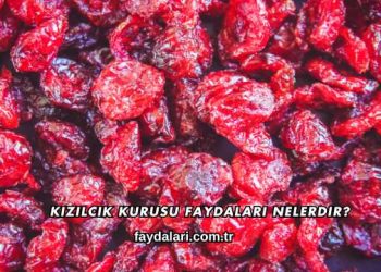 Kızılcık Kurusu Faydaları Nelerdir?