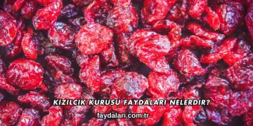 Kızılcık Kurusu Faydaları Nelerdir?