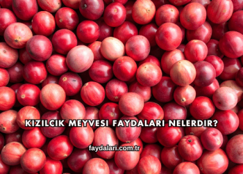 Kızılcık Meyvesi Faydaları Nelerdir?