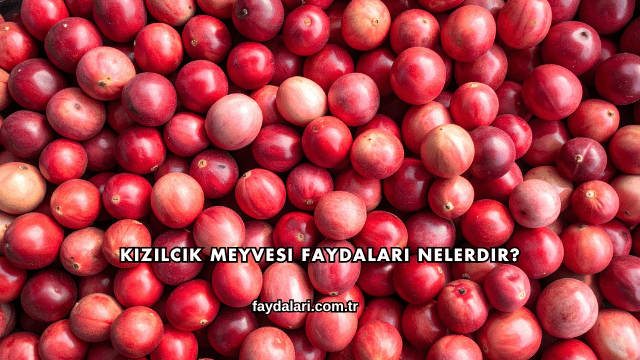 Kızılcık Meyvesi Faydaları Nelerdir?