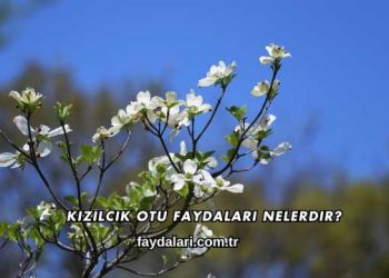 Kızılcık Otu Faydaları Nelerdir?