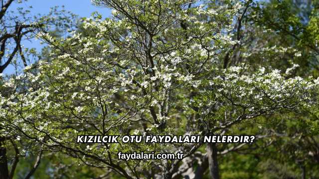 Kızılcık Otu Faydaları Nelerdir?