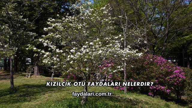 Kızılcık Otu Faydaları Nelerdir?