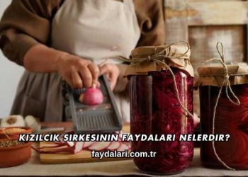 Kızılcık Sirkesinin Faydaları Nelerdir?