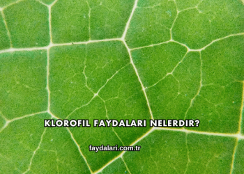 Klorofil Faydaları Nelerdir?