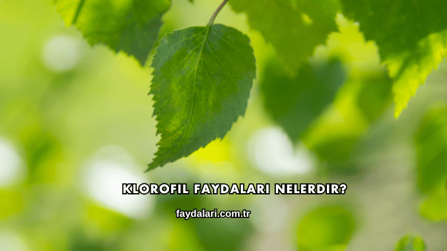 Klorofil Faydaları Nelerdir?