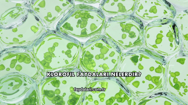 Klorofil Faydaları Nelerdir?