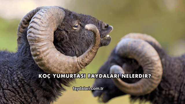 Koç Yumurtası Faydaları Nelerdir?