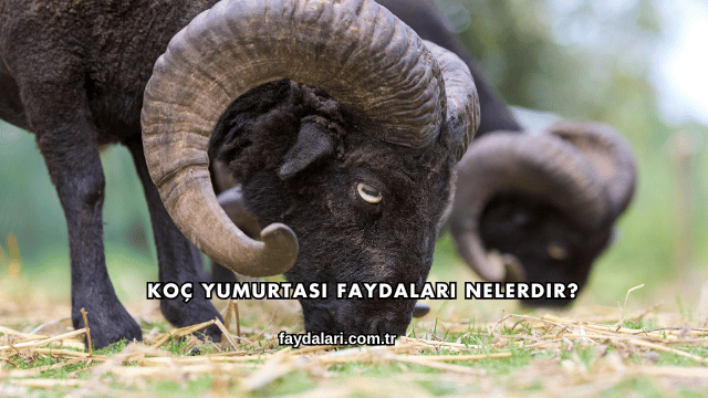 Koç Yumurtası Faydaları Nelerdir?