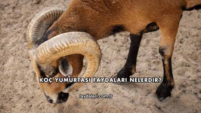 Koç Yumurtası Faydaları Nelerdir?