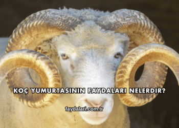 Koç Yumurtasının Faydaları Nelerdir?