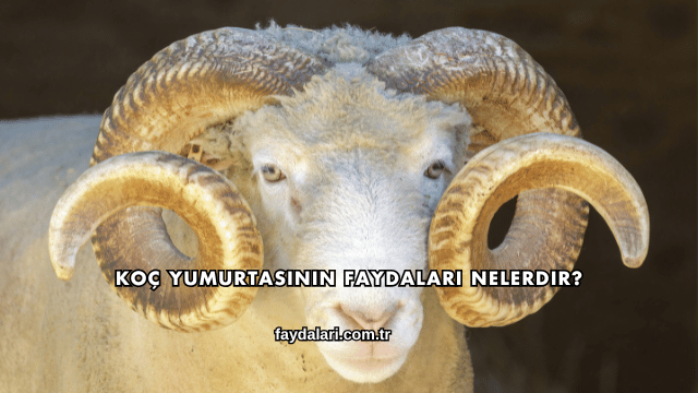 Koç Yumurtasının Faydaları Nelerdir?