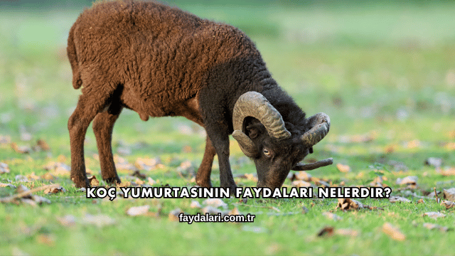 Koç Yumurtasının Faydaları Nelerdir?