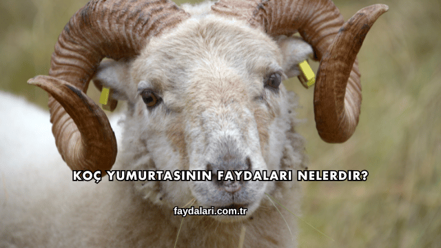 Koç Yumurtasının Faydaları Nelerdir?