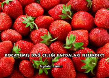 Kocayemiş Dağ Çileği Faydaları Nelerdir?