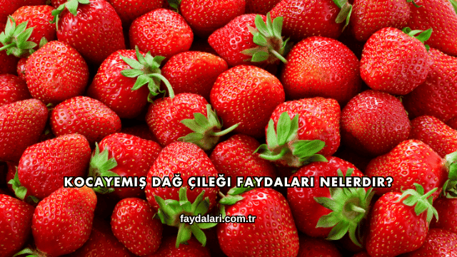 Kocayemiş Dağ Çileği Faydaları Nelerdir?