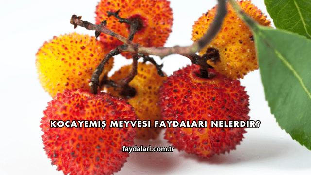 Kocayemiş Meyvesi Faydaları Nelerdir?
