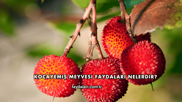 Kocayemiş Meyvesi Faydaları Nelerdir?