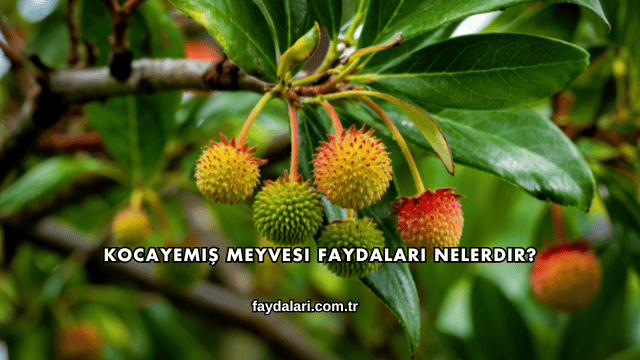 Kocayemiş Meyvesi Faydaları Nelerdir?