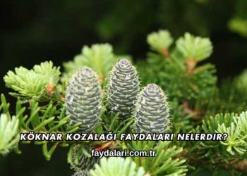 Köknar Kozalağı Faydaları Nelerdir?