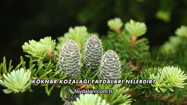 Köknar Kozalağı Faydaları Nelerdir?