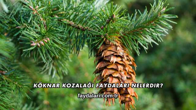 Köknar Kozalağı Faydaları Nelerdir?