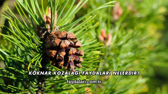 Köknar Kozalağı Faydaları Nelerdir?