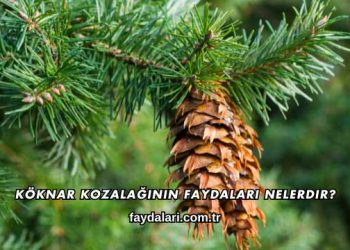Köknar Kozalağının Faydaları Nelerdir?