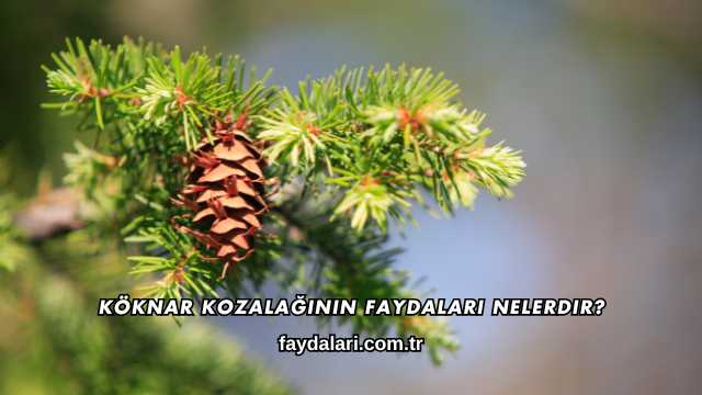 Köknar Kozalağının Faydaları Nelerdir?
