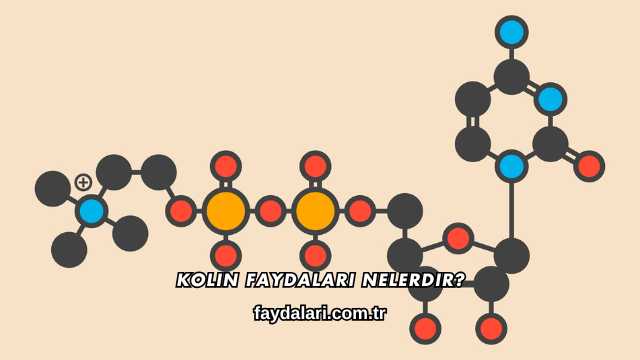 Kolin Faydaları Nelerdir