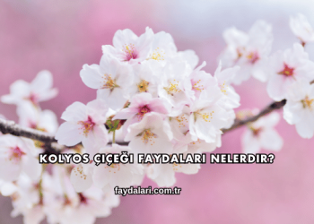 Kolyos Çiçeği Faydaları Nelerdir?