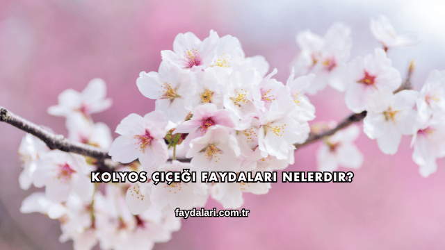 Kolyos Çiçeği Faydaları Nelerdir?