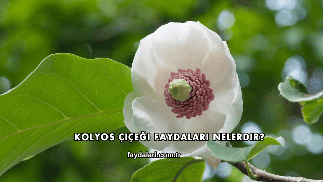 Kolyos Çiçeği Faydaları Nelerdir?