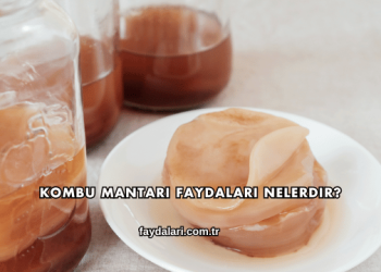 Kombu Mantarı Faydaları Nelerdir?