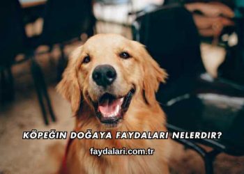 Köpeğin Doğaya Faydaları Nelerdir?