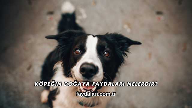 Köpeğin Doğaya Faydaları Nelerdir?