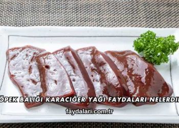 Köpek Balığı Karaciğer Yağı Faydaları Nelerdir?