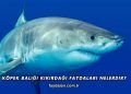 Köpek Balığı Kıkırdağı Faydaları Nelerdir?